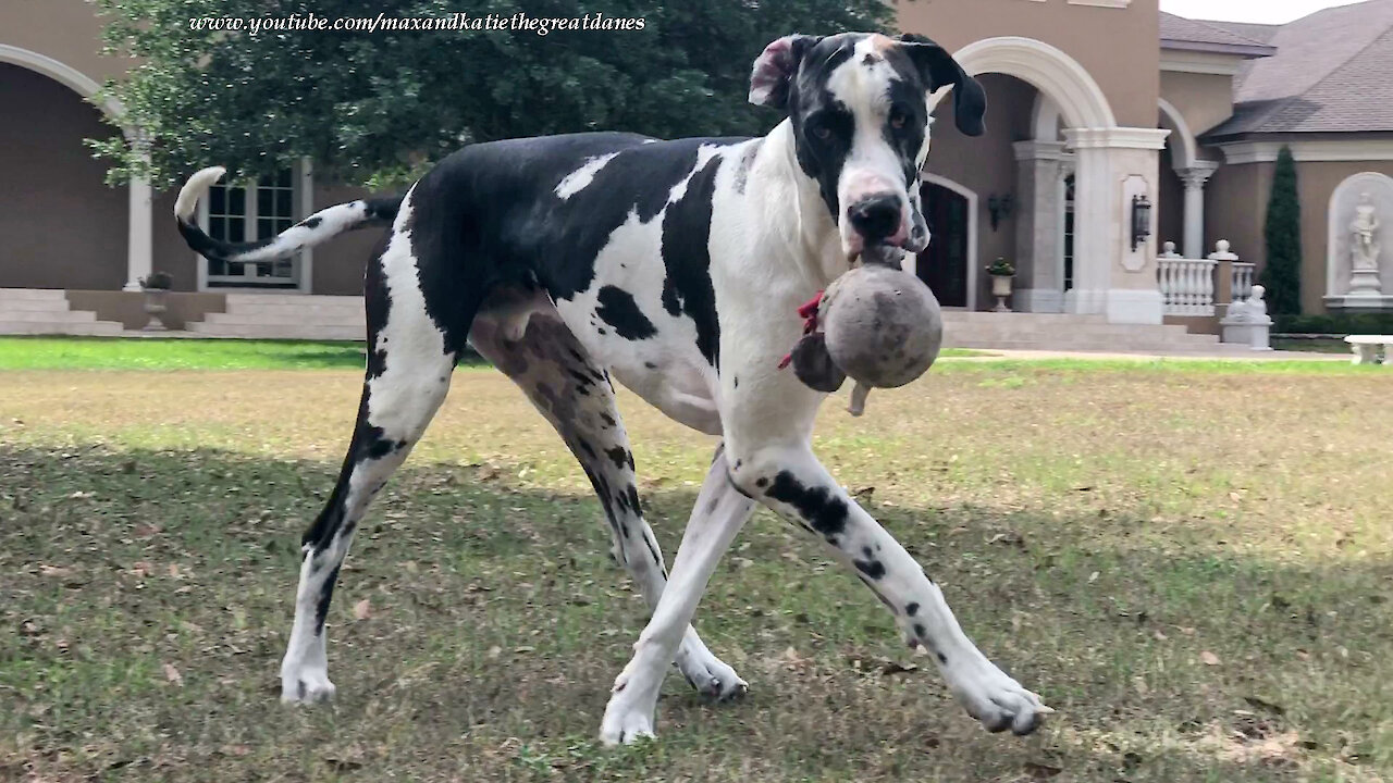 Happy Great Dane Loves To Show Off His Favorite Toy