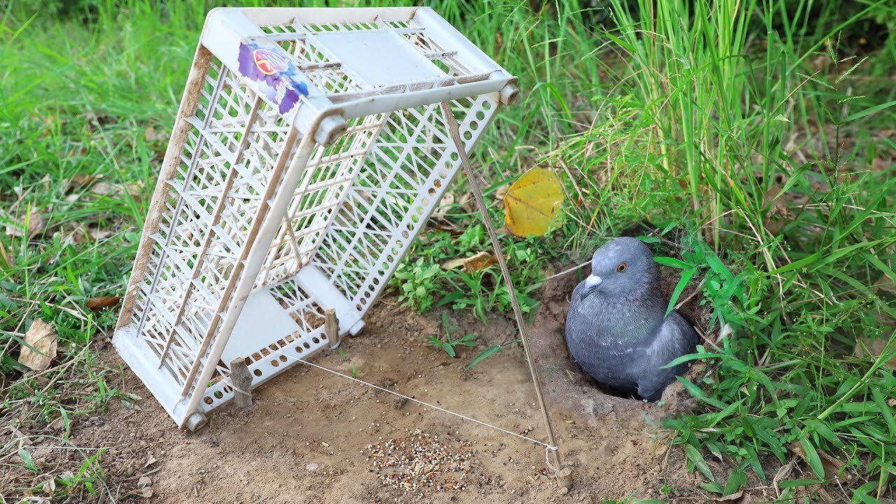 The First Bird Trap using Big Plastic Basket In Front Of Hole Bird