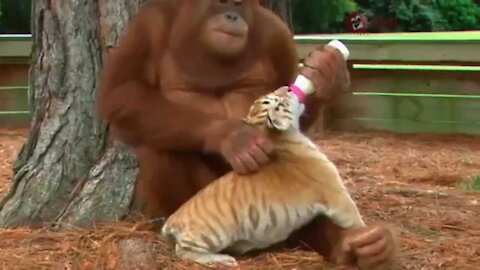 ORANGUTAN (MONKEY) ADOPTS A TRES TIGRES BABY