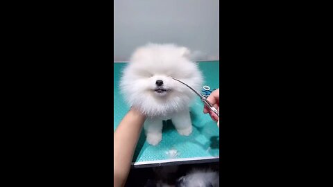 Cute dog, funny dogs,dogs grooming