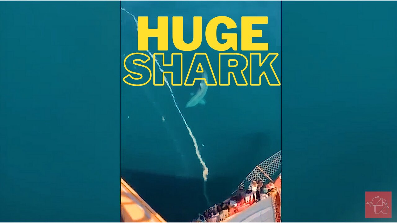 Tourists are TERRIFIED when a Giant SHARK Circles Cruise Ship