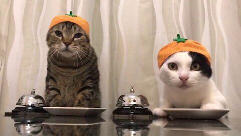 Funny Cats with Orange Hats