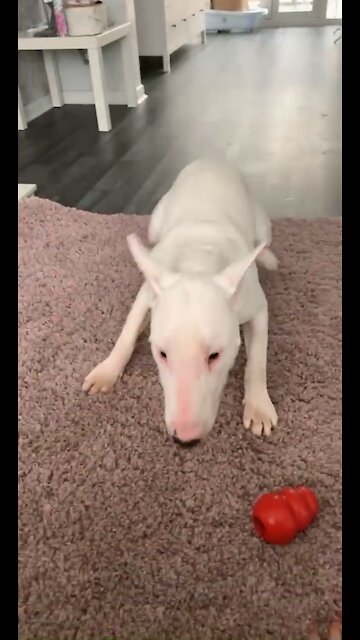 Dog does zoomies and goes dizzy!