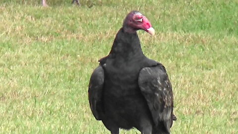 Turkey Buzzard 9/25/21