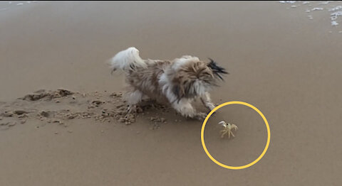 Epic fight between dog and crab