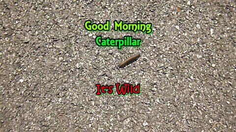 Good Morning Caterpillar