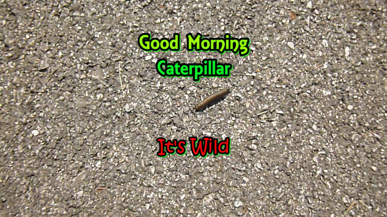 Good Morning Caterpillar