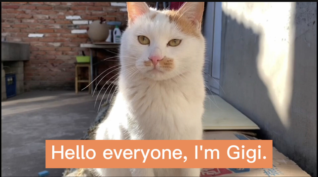 Put a camera on the cat to record how happy the cat is in a day