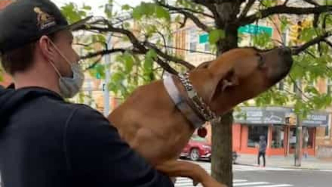 Dog loves to play with tree branches