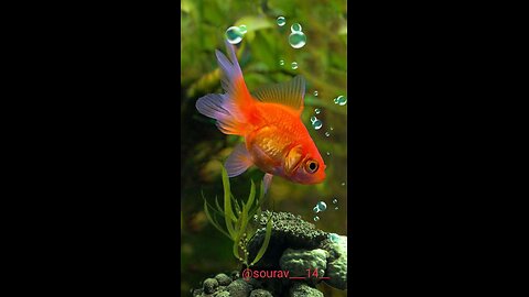 Very nice fish