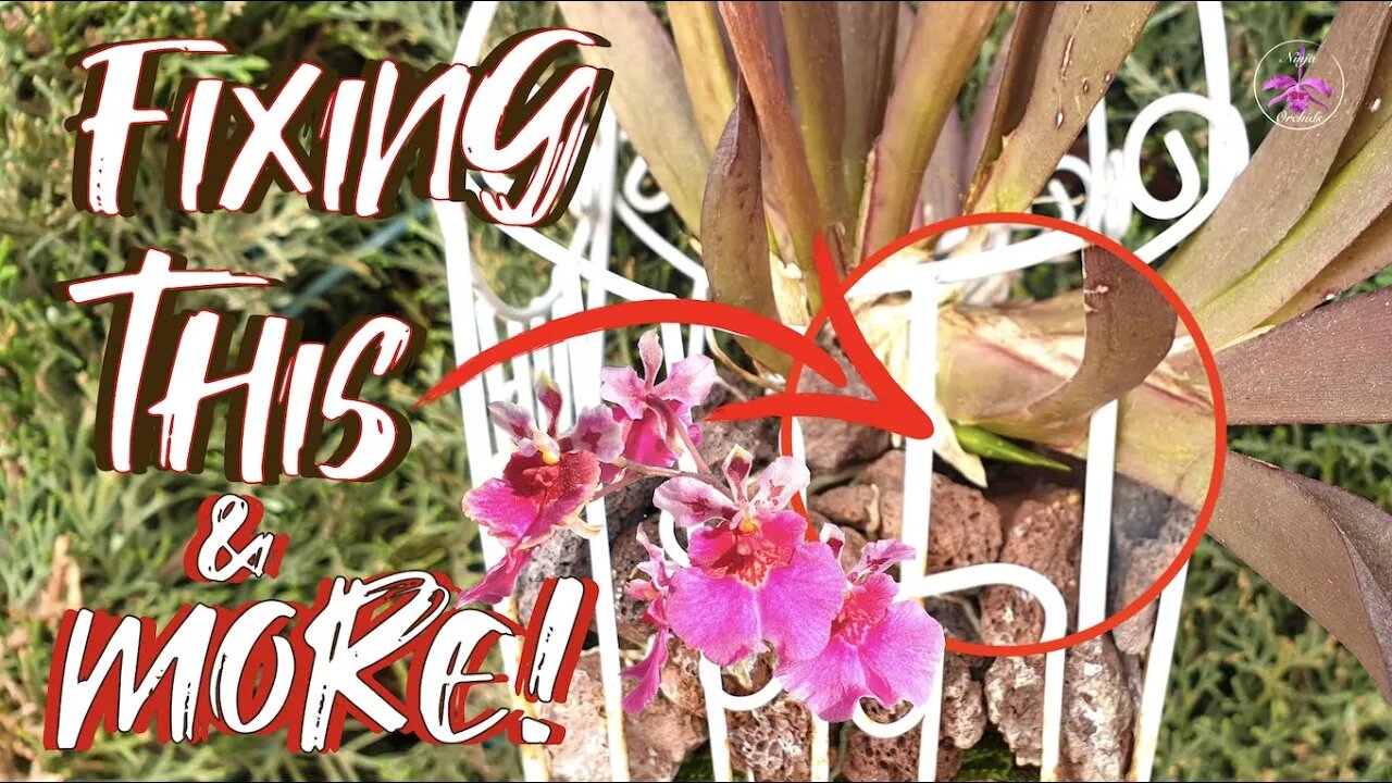 Tolumnia Orchid New Growth Rescue | Tetratonia Dark Prince Media Change #ninjaorchids