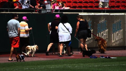 Buffalo Bisons Dog Day 2012