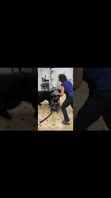 Когда грумер очень тебе симпатичен)) #ньюфаундленд#shorts