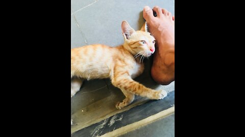 Silly cat playing with Soda Can😂