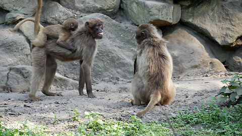 Naturzoo Rheine (Germany)