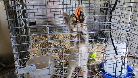 Our new barn cat