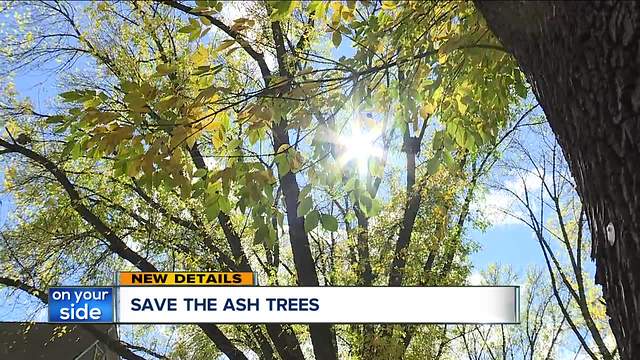 Ohio City neighborhood fights to save ash trees