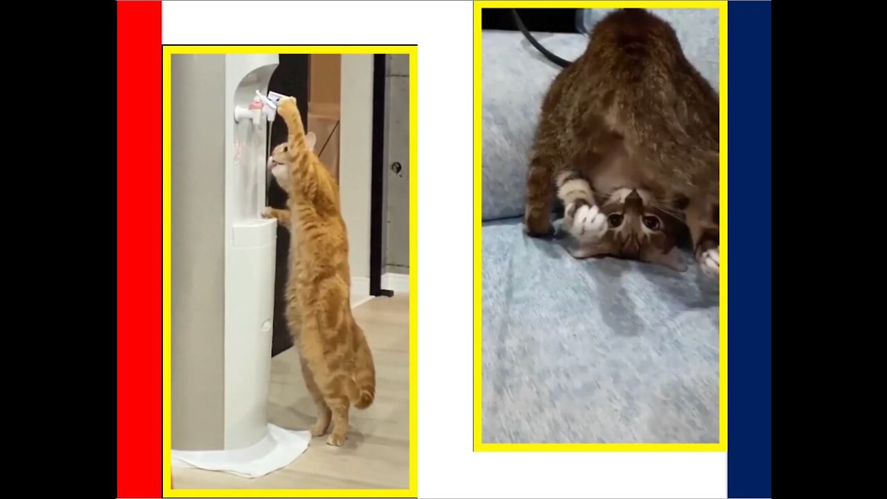 #Shorts Cats Vol.6 🐾 Shorts Funny Animals 😹 Shorts Animals