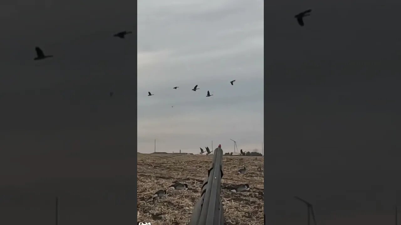 Chose the wrong Geese to Go After 🤦‍♂️