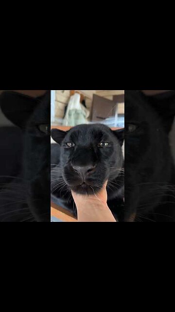 Let s scratch the panther 🥰🐾