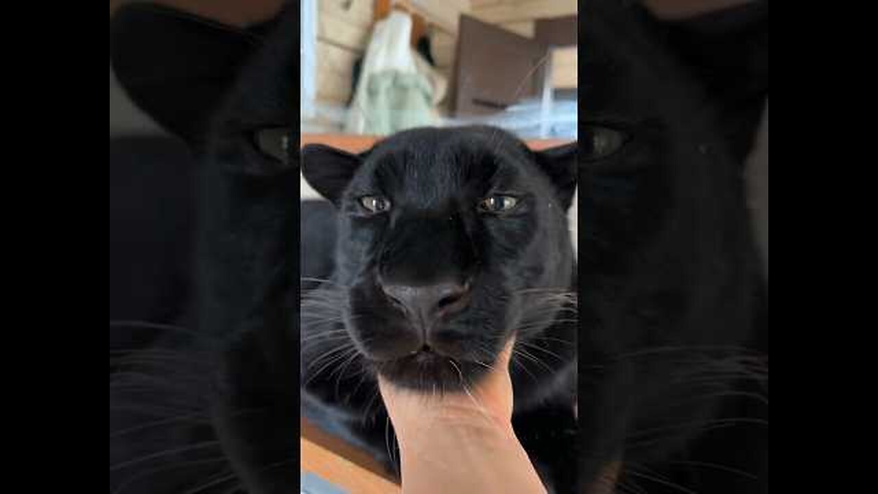 Let s scratch the panther 🥰🐾