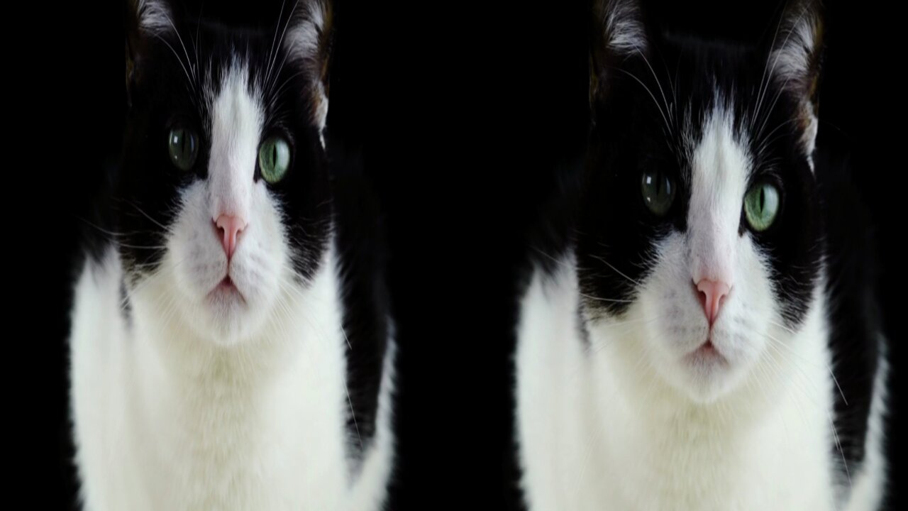 Funny cats and beautiful cat