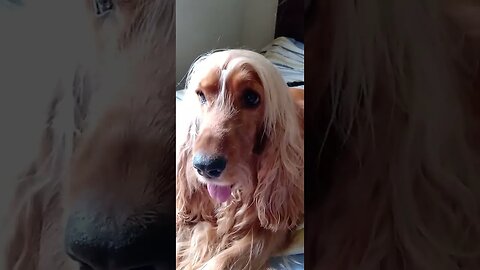 #dogshow , #animals , #dogs , #shorts