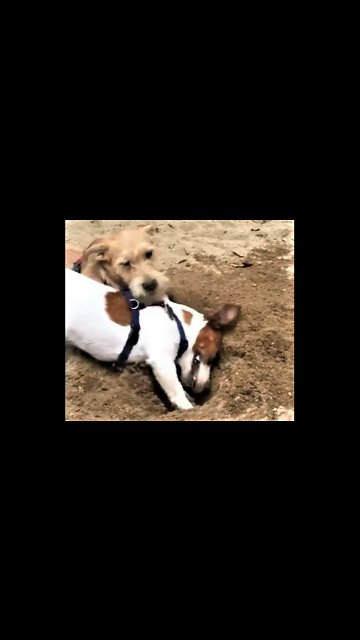 Jack Russell is a digging machine at the beach