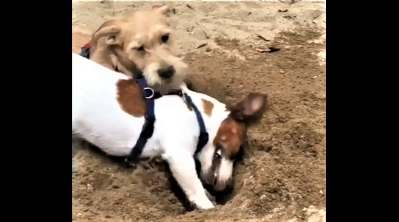 Jack Russell is a digging machine at the beach