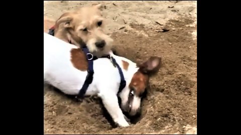 Jack Russell is a digging machine at the beach