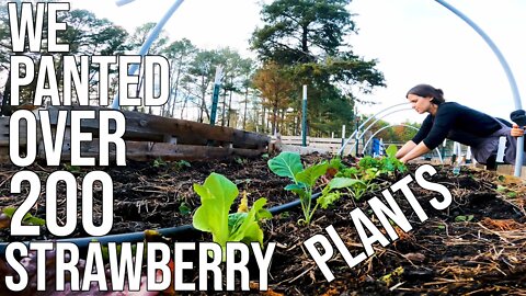 We Planted Over 200 Strawberry Plants, So Can You!/ Working On Being More Self Sufficient!