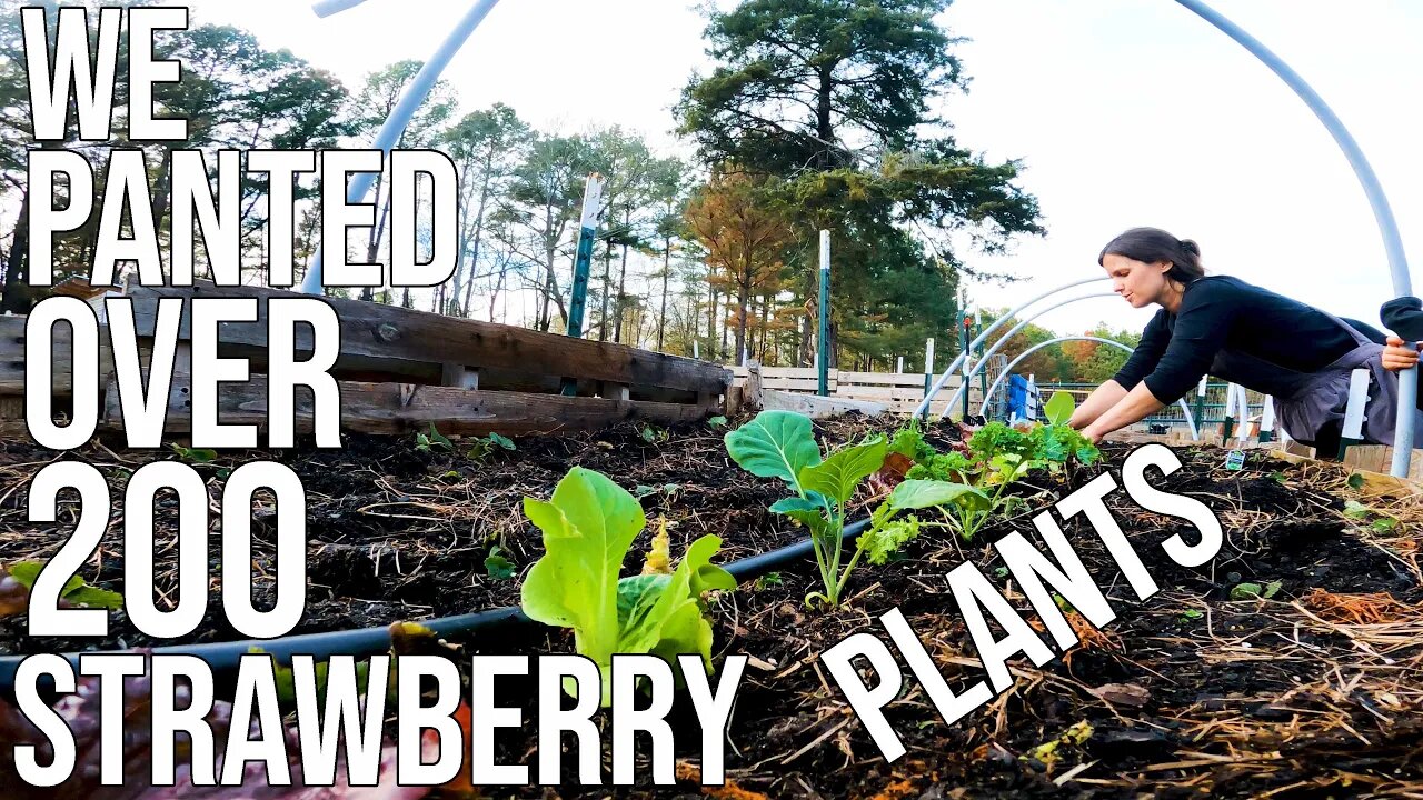 We Planted Over 200 Strawberry Plants, So Can You!/ Working On Being More Self Sufficient!