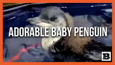 Too Cute! Two-Month-Old Baby Penguin Attempts Its First Swimming Lesson