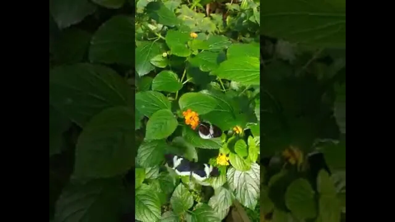 Black and white butterfly