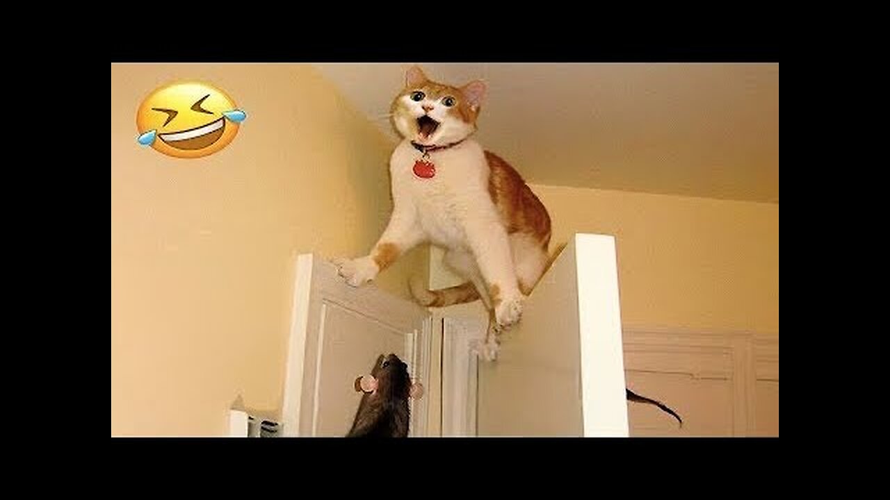 Best Funny Videos Compilation 2024