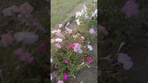 Beautiful flowers with afternoon view