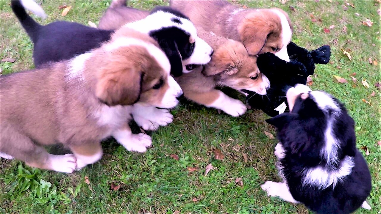 Berner puppies have adorable fight over new stuffed toy