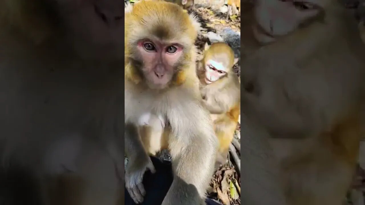 Baby monkey