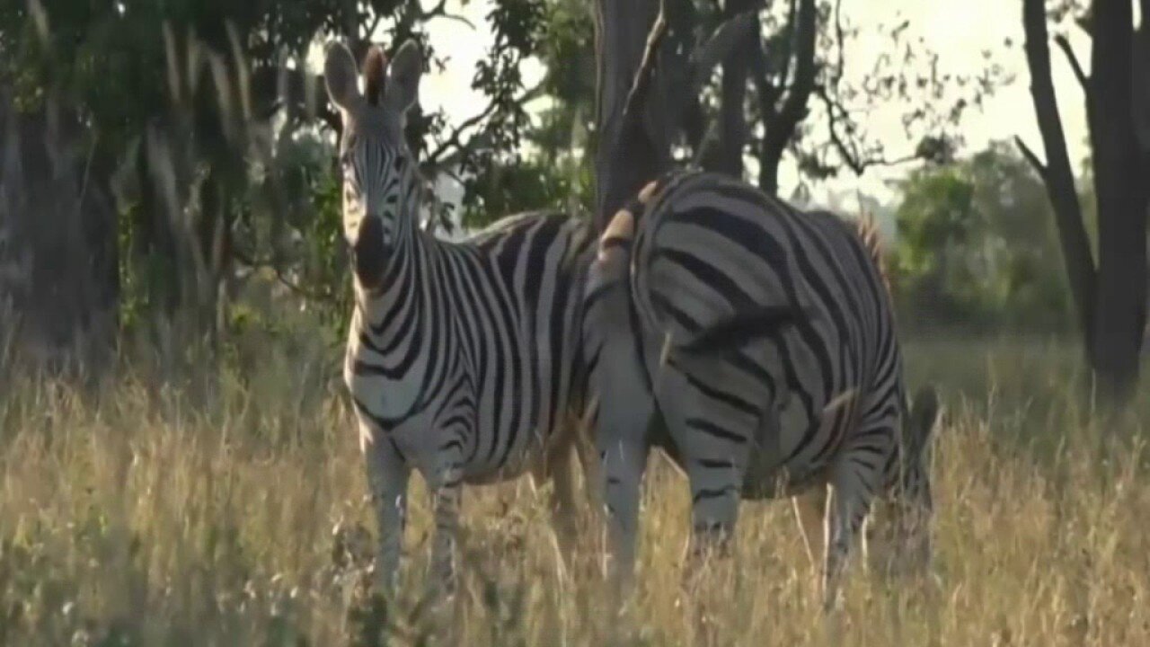 While On Bush Walk This Morning At Sunrise-Stefan Mingles With Zebra And Wildebeest