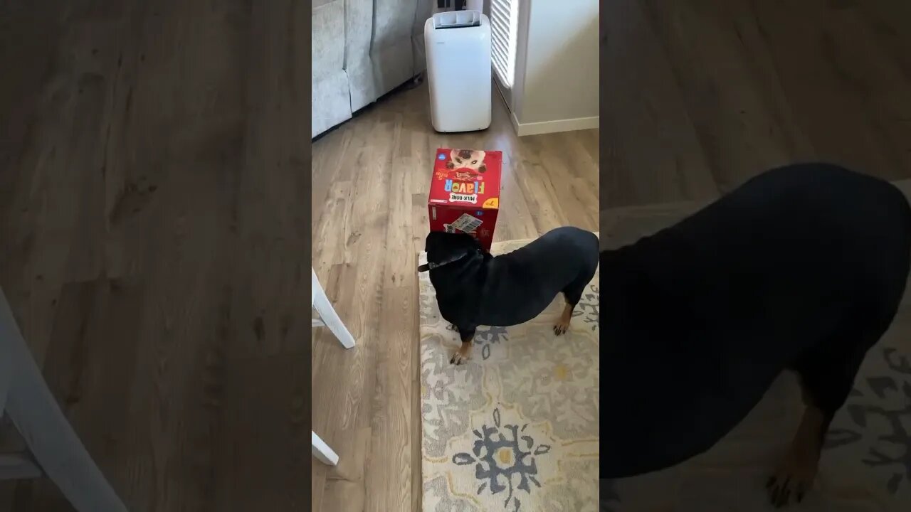 Bassett Hound mix gets head stuck in box - so funny - food food food #dog #bassett