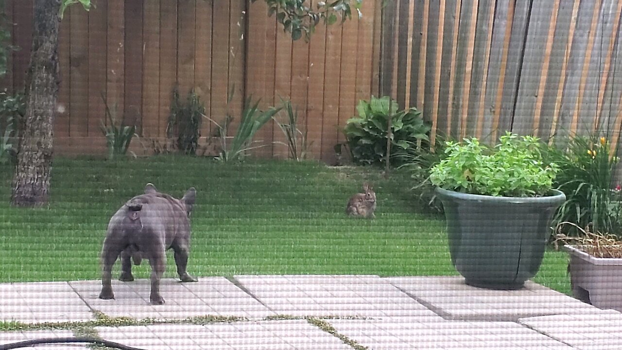 curious frenchie