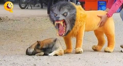 Troll prank dog funny and fake lion and fake tiger prank to dog and huge box prank to dogs