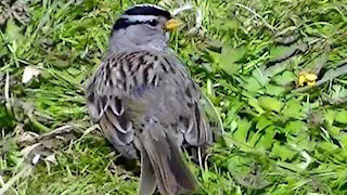 IECV NV #392 - 👀 White Crowned Sparrow Enjoying The Sun🐤 6-11-2017