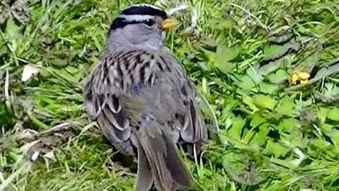 IECV NV #392 - 👀 White Crowned Sparrow Enjoying The Sun🐤 6-11-2017
