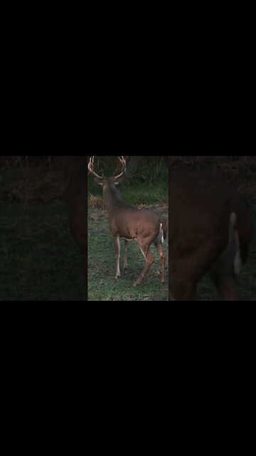 Where Are You Aiming? #hunting #whitetail #bowhunting