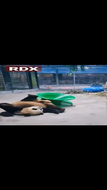 Funny Cute Panda