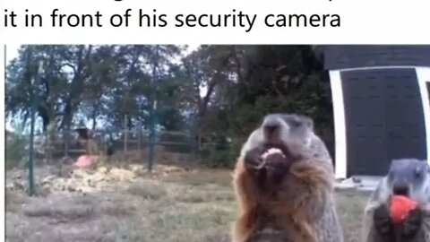 GROUNDHOG EATING