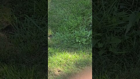 grass tumble #shorts