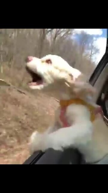 Puppy's first time with head out of car window will crack you up!