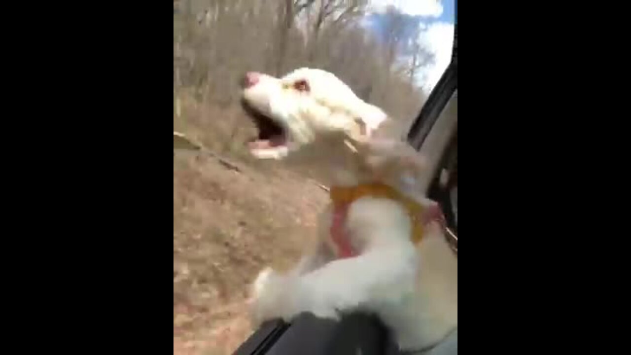 Puppy's first time with head out of car window will crack you up!